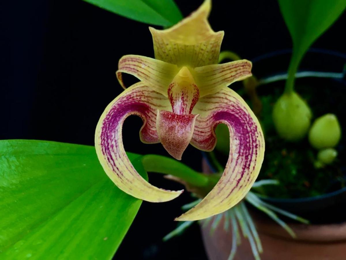 Bulbophyllum ( dearei 