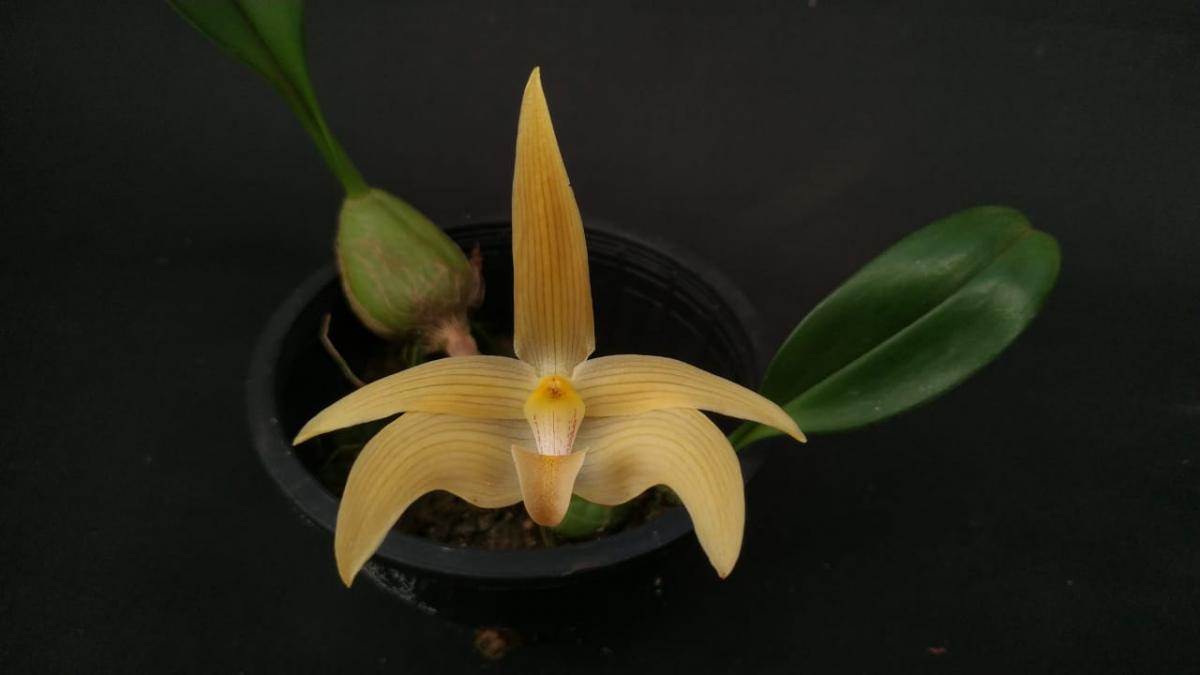 Bulbophyllum siamense