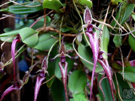 Bulbophyllum putidum