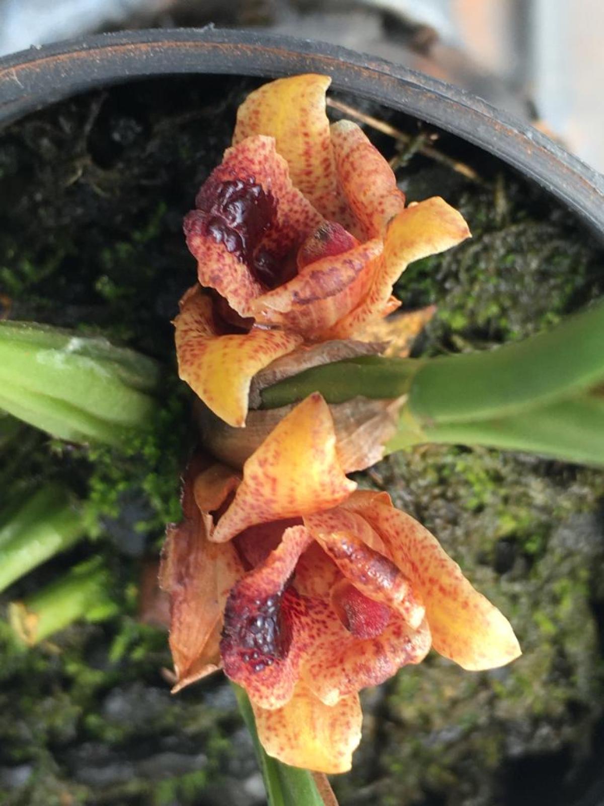 Maxillaria madida