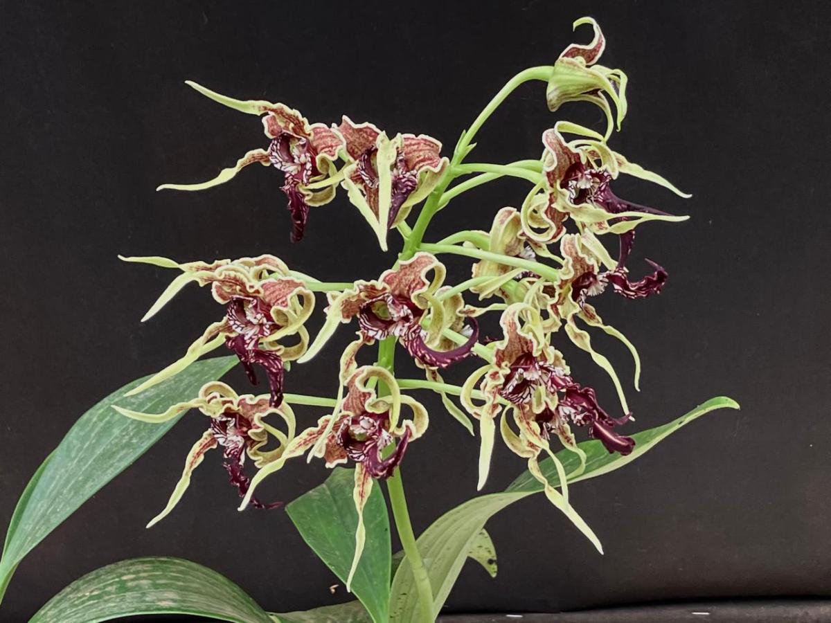 Dendrobium spectabile