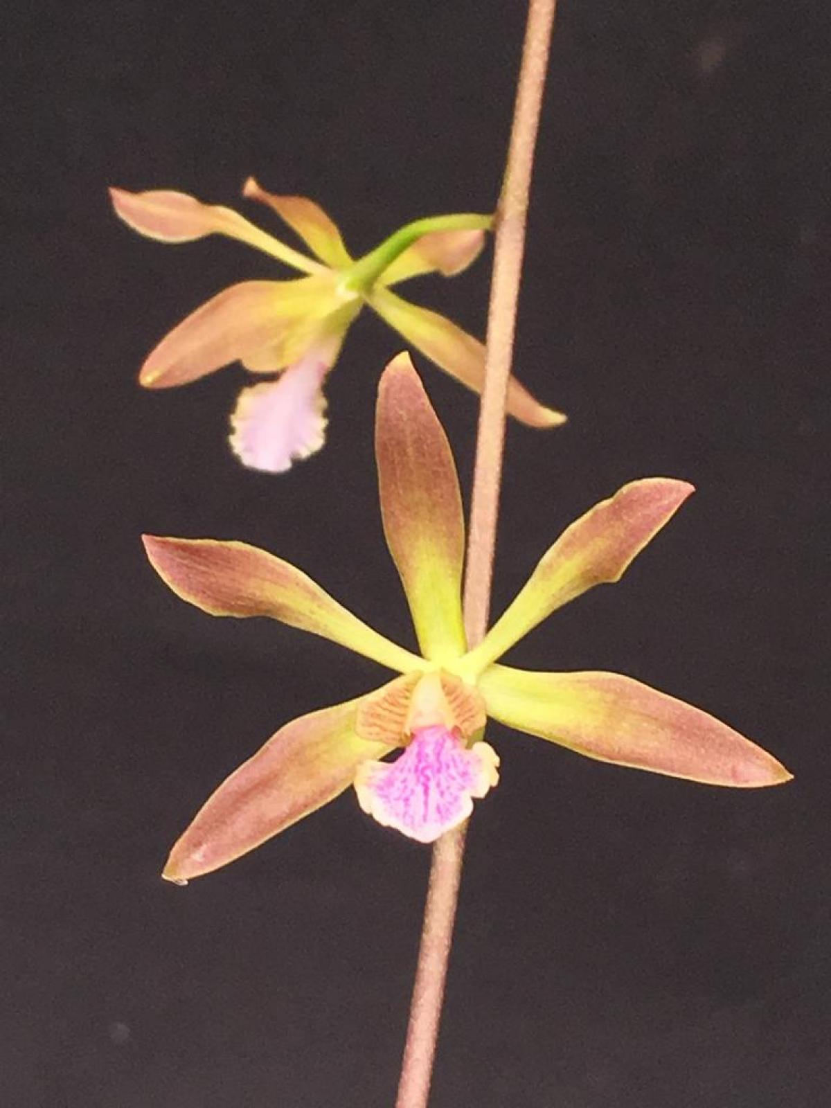 Encyclia kundergraberii