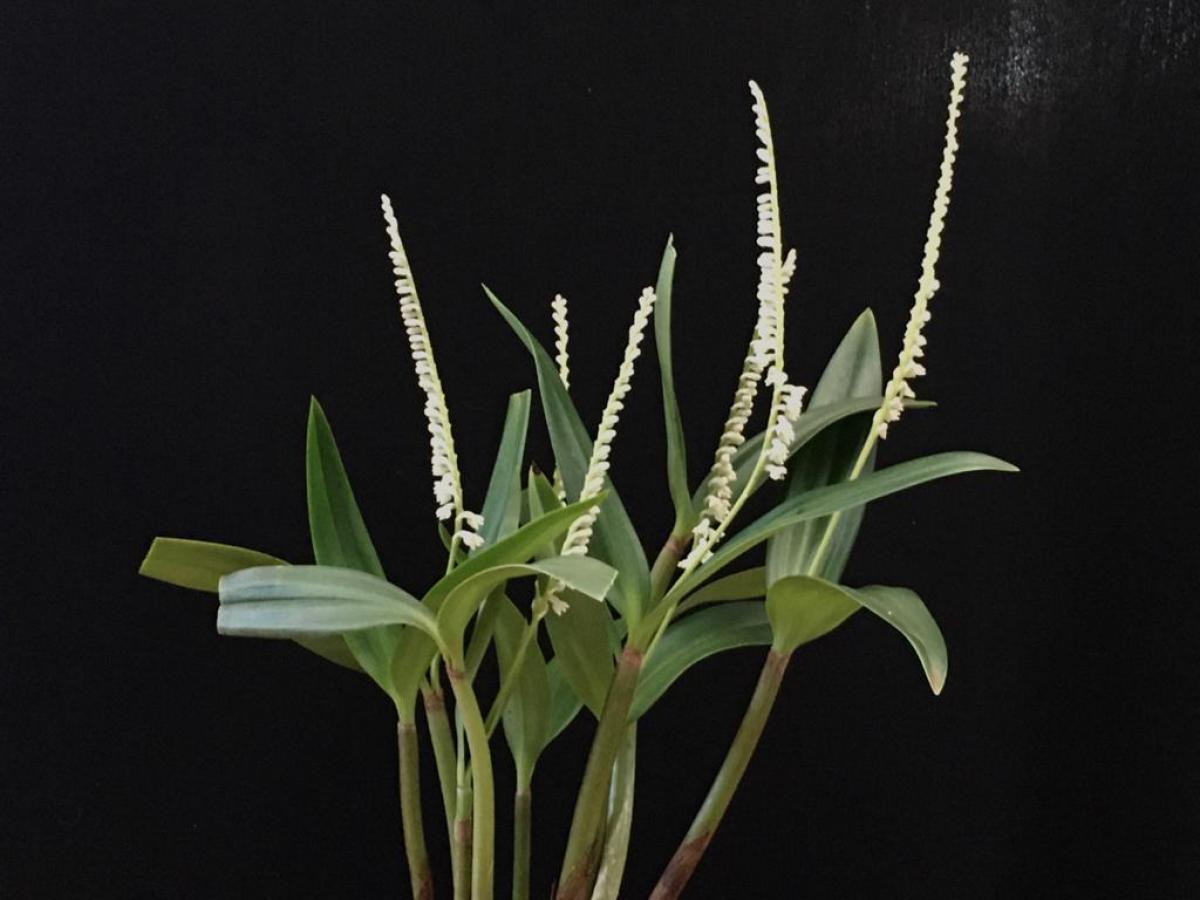 Eria stricta