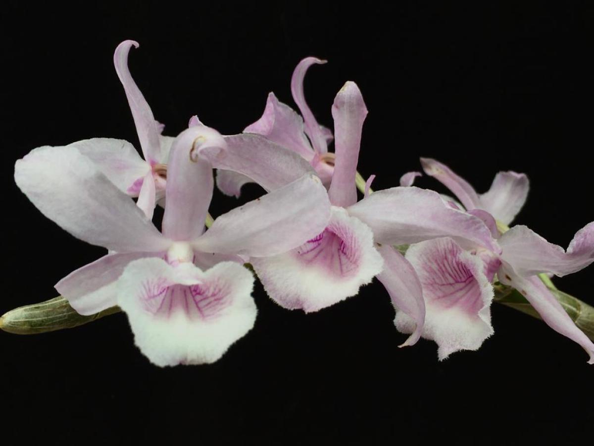 Dendrobium ( primulinum x anosmun )