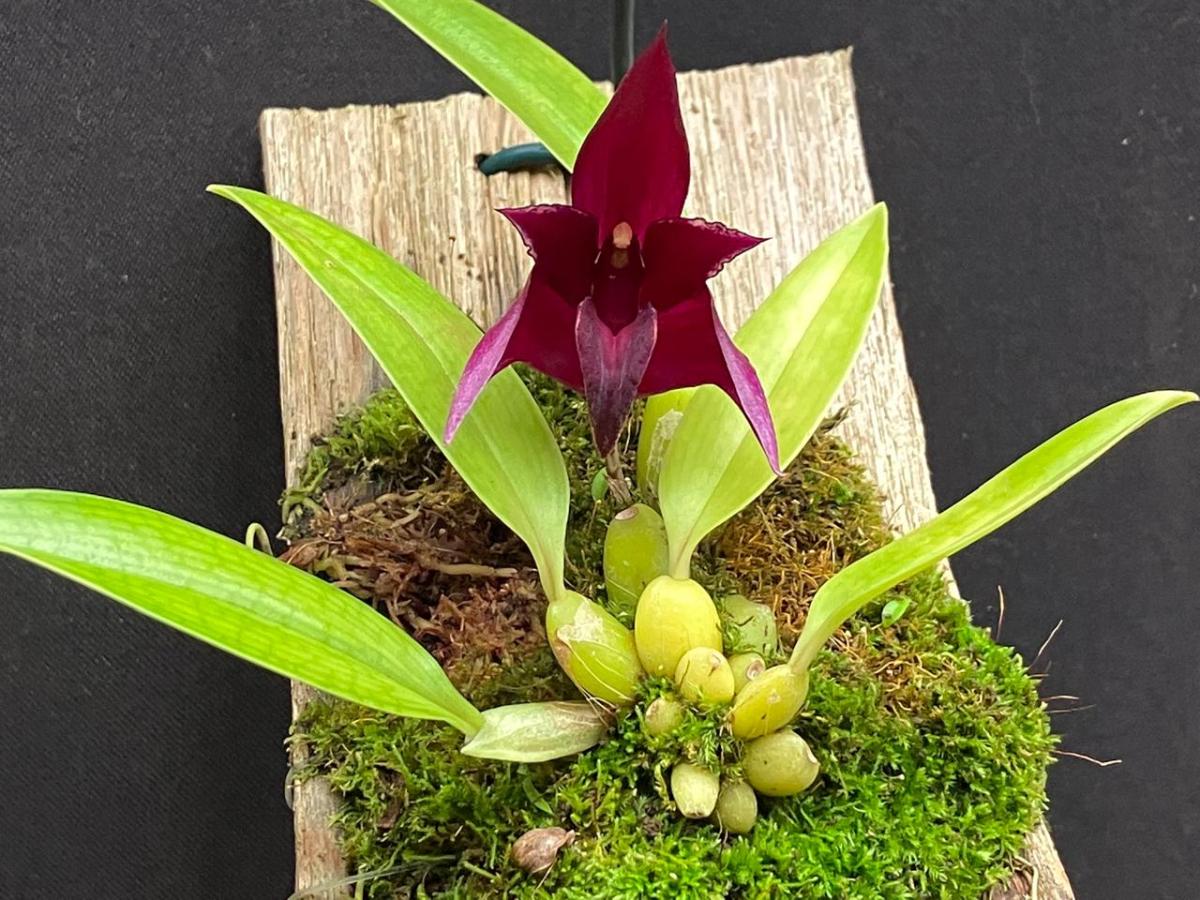 Bulbophyllum ( cruentum x reticulatum )