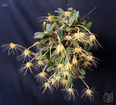 Bulbophyllum vaginatum