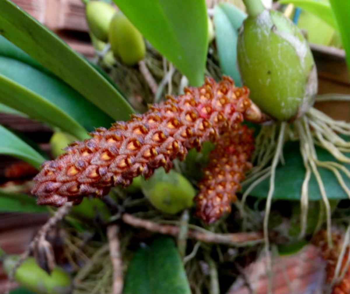 Bulbophyllum crassipes