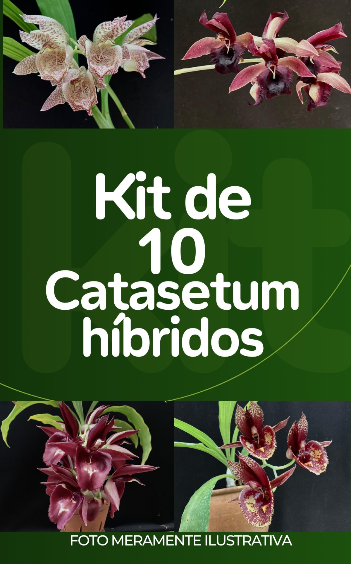 Kit com 10 Catasetum híbridos (LEIA A DESCRIÇÃO)