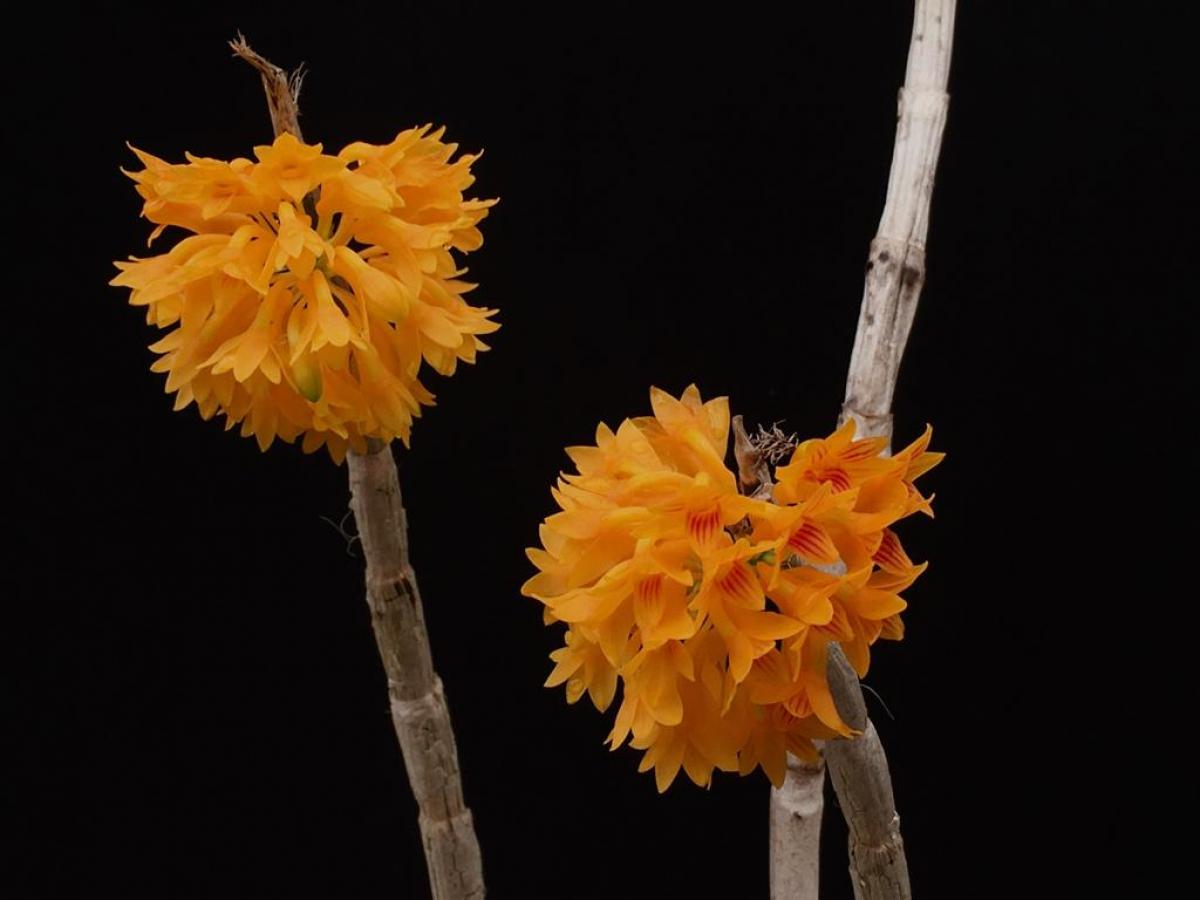 Dendrobium bullenianum