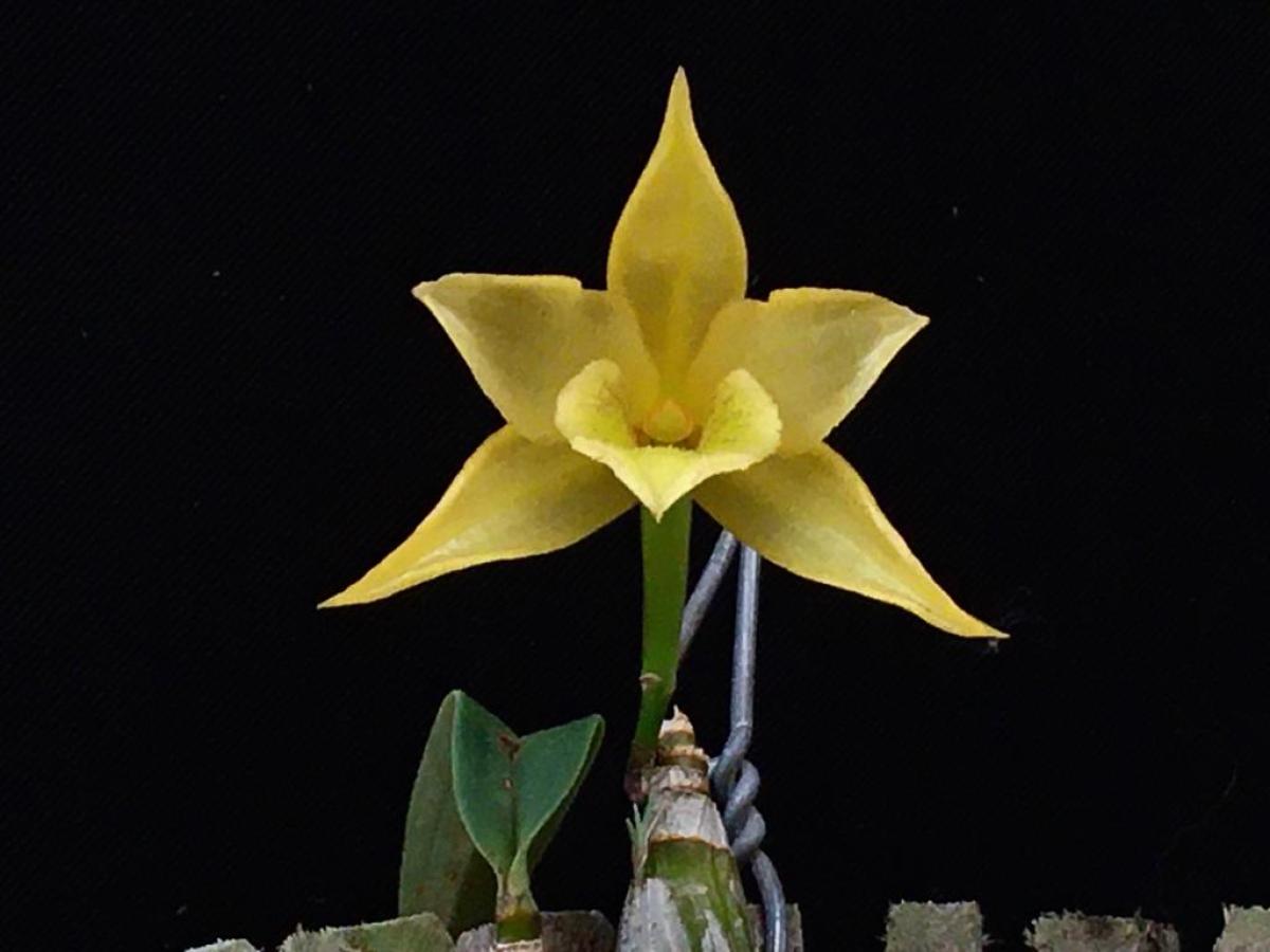 Dendrobium trigonopus