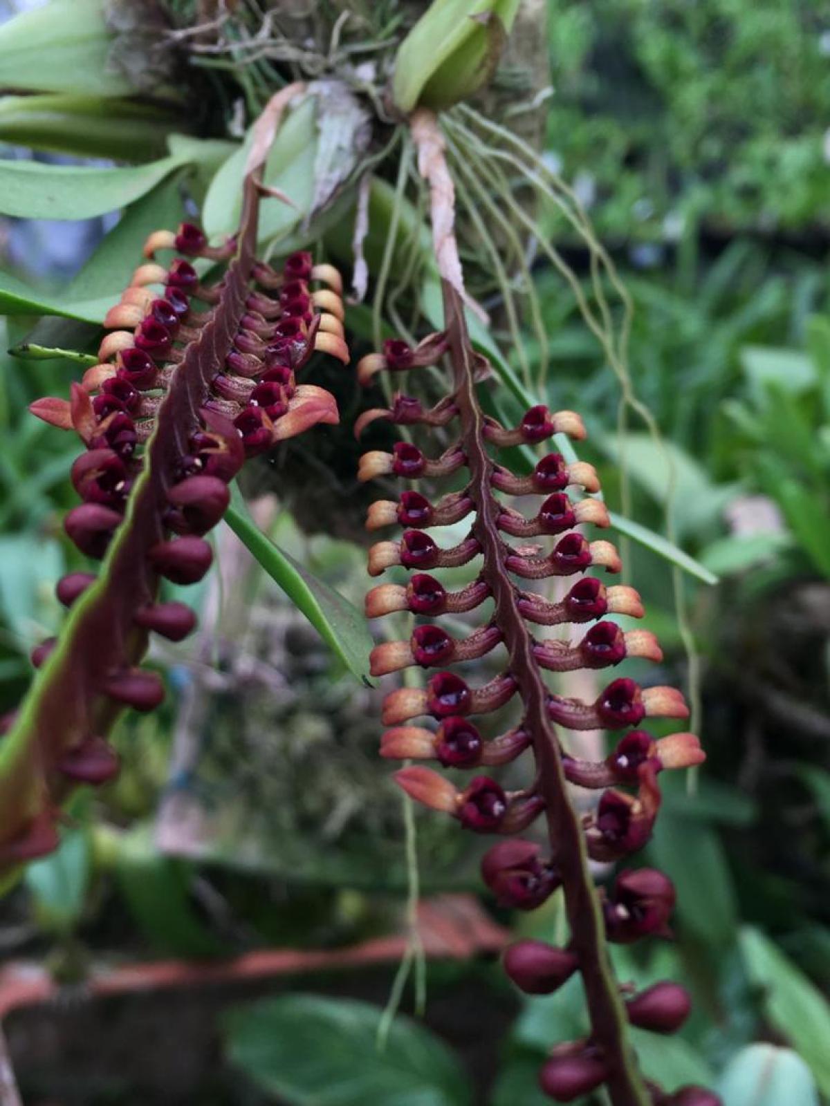 Bulbophyllum falcatum var,velutinum