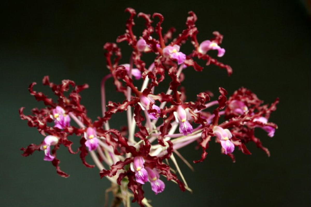 Schomburgkia undukata
