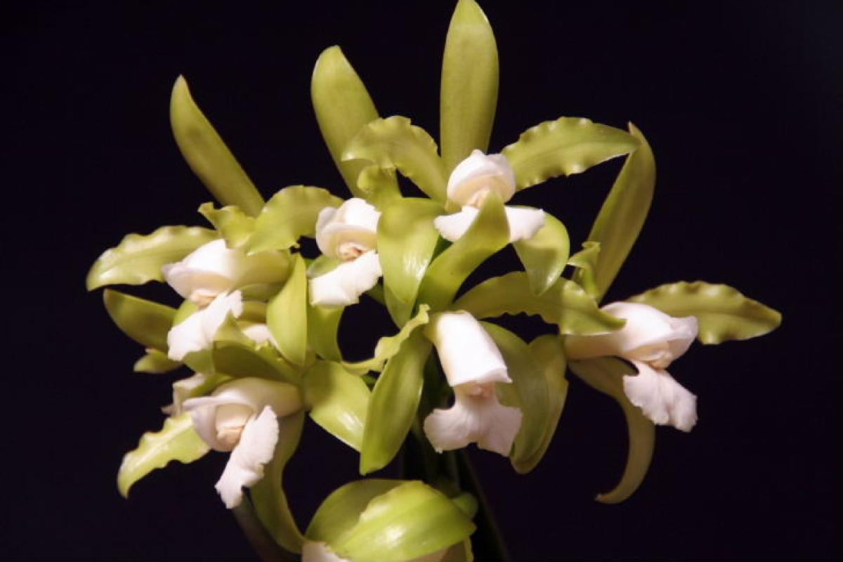 Cattleya leopoldii var alba  x  self.