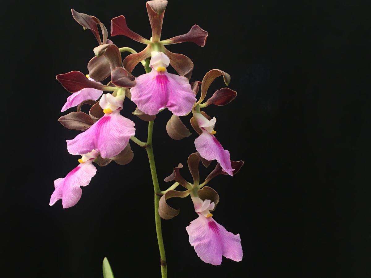 Encyclia cordigera