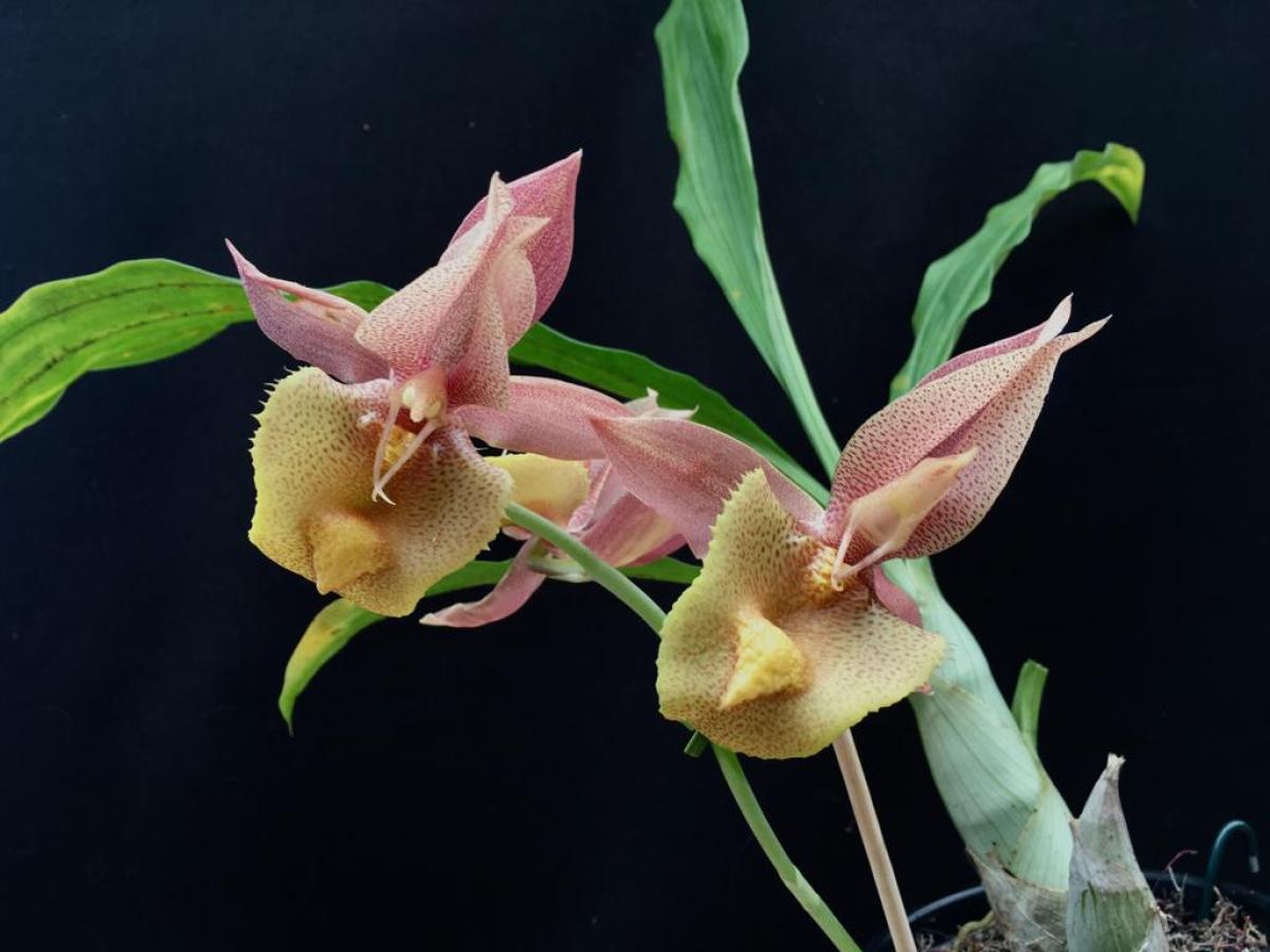 Catasetum (( J.Burchett x Orchidglade ) X ( J Burchett x Suzan Fuchs )) X dupliciscutula .