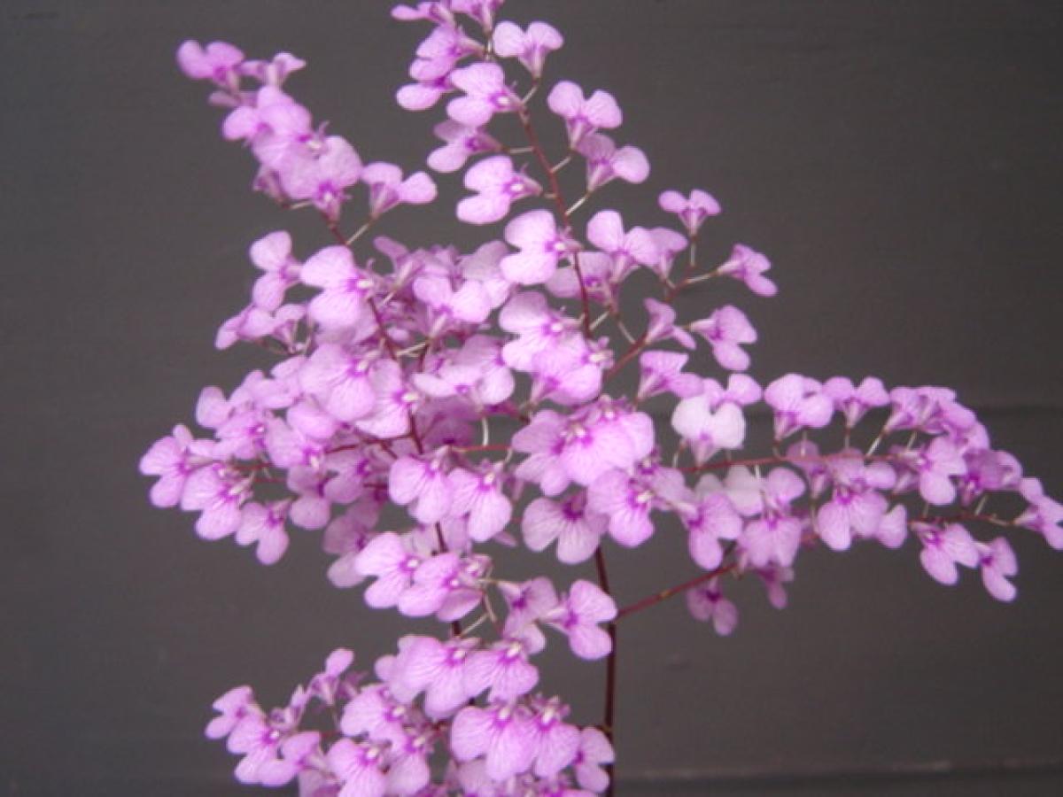 Ionopsis paniculata