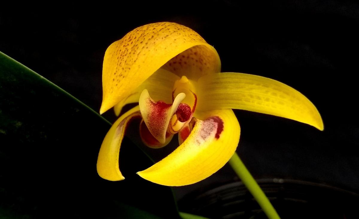Bulbophyllum dearei 