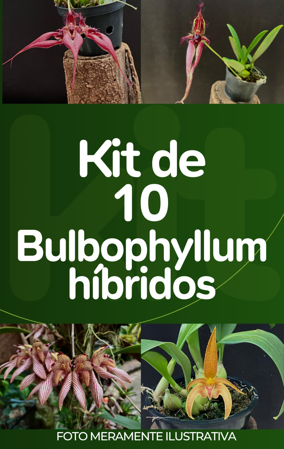 Kit com 10 Bulbophyllum híbridos (LEIA A DESCRIÇÃO)