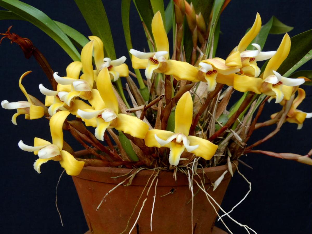 Maxillaria parkerii