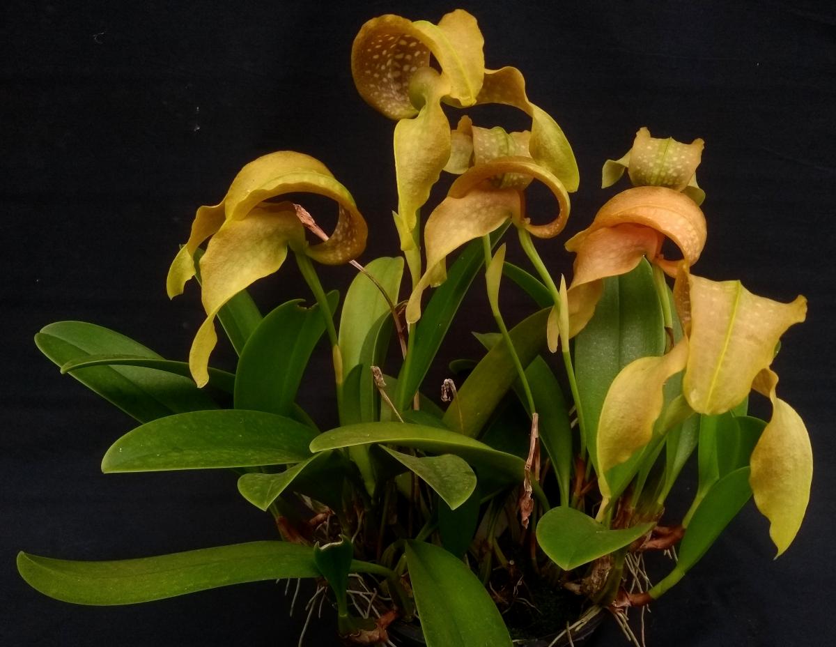 Bulbophyllum grandiflorum