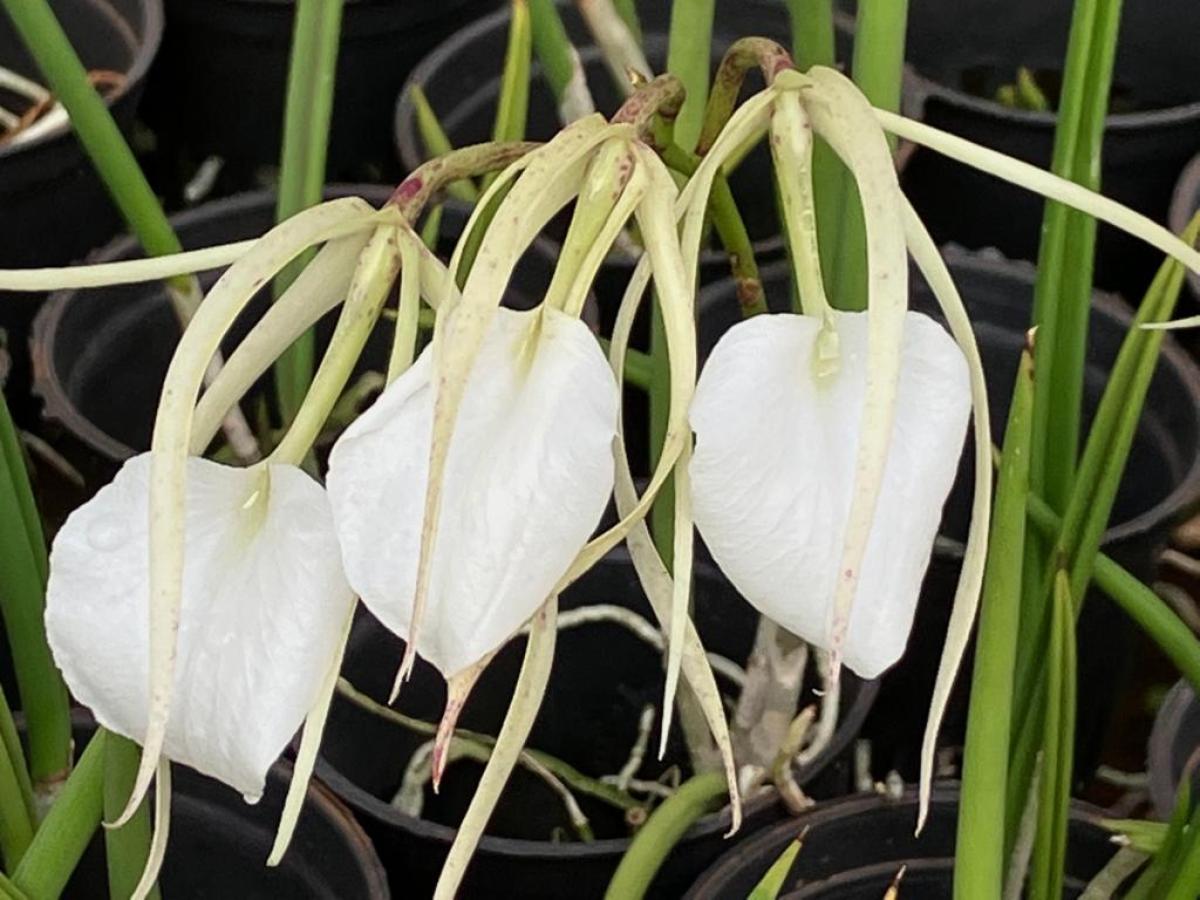 Brassavola ovaliformis