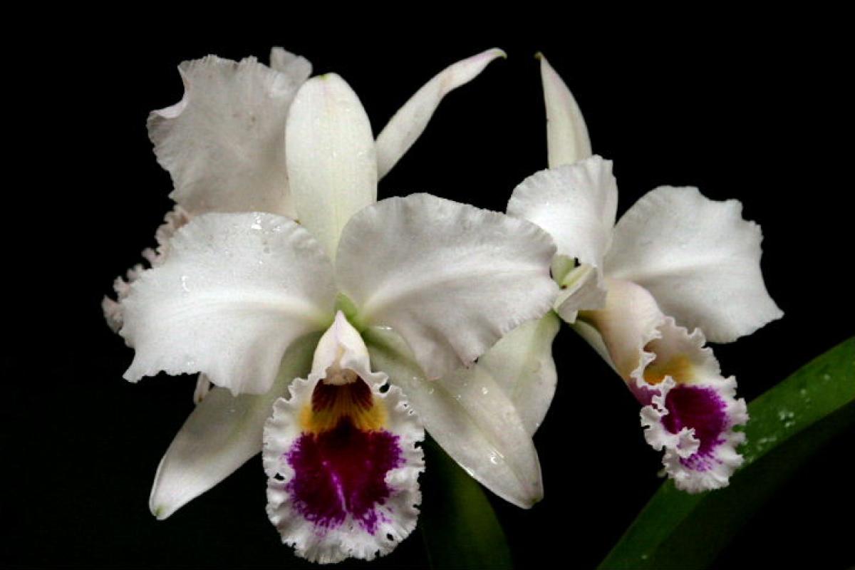 Cattleya labiata ( s/alba BV x S/alba )