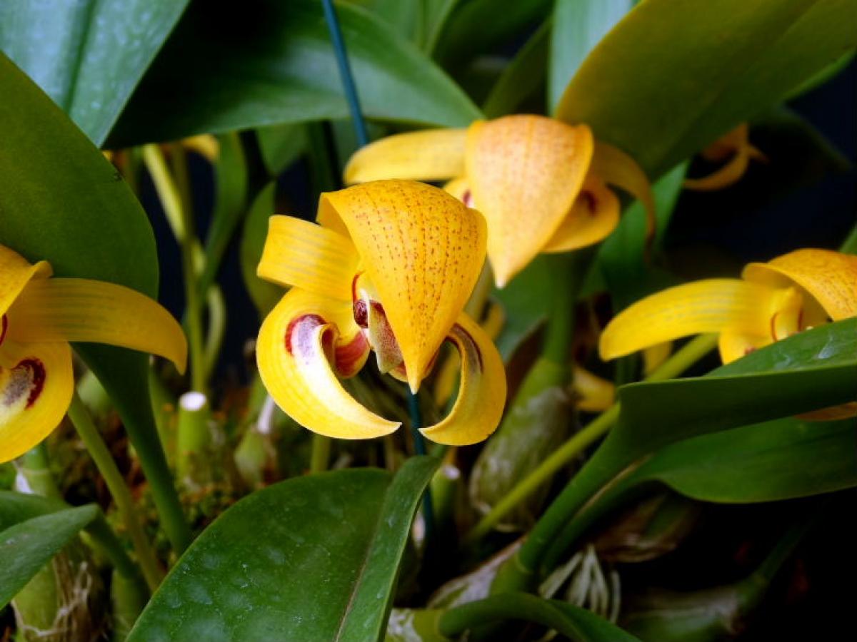 Bulbophyllum  dearei 