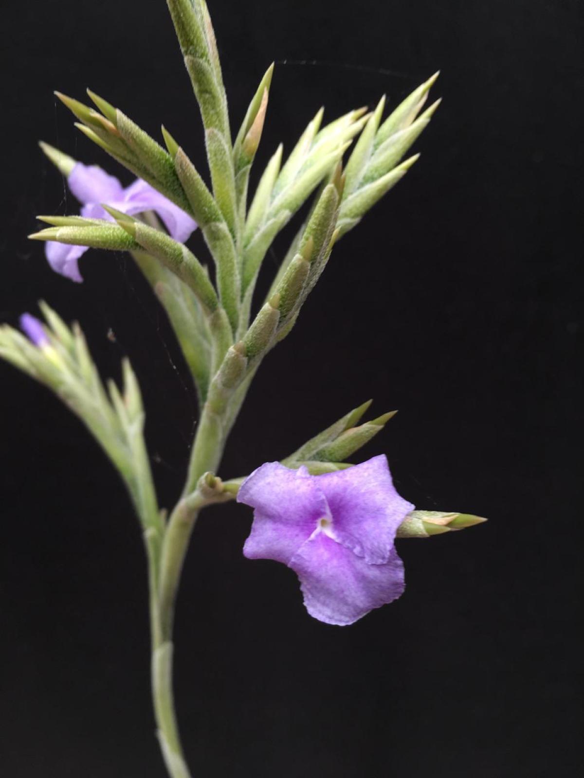 Tyllandsia duratii