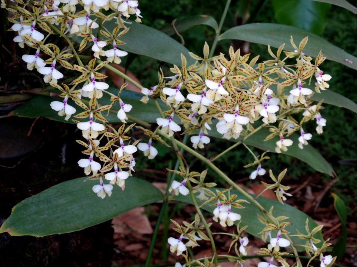 Epidendrum stanfordianum
