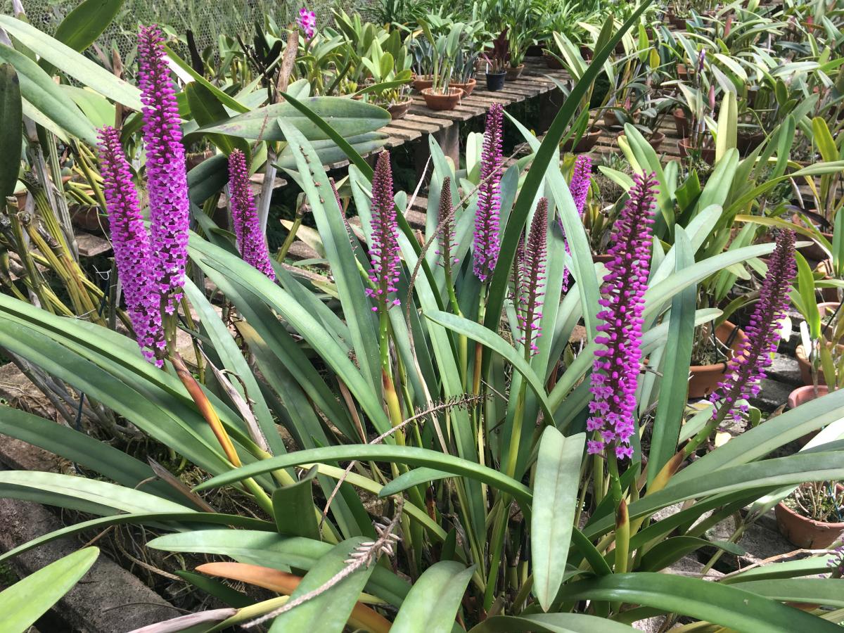 Harpophyllum giganteum x