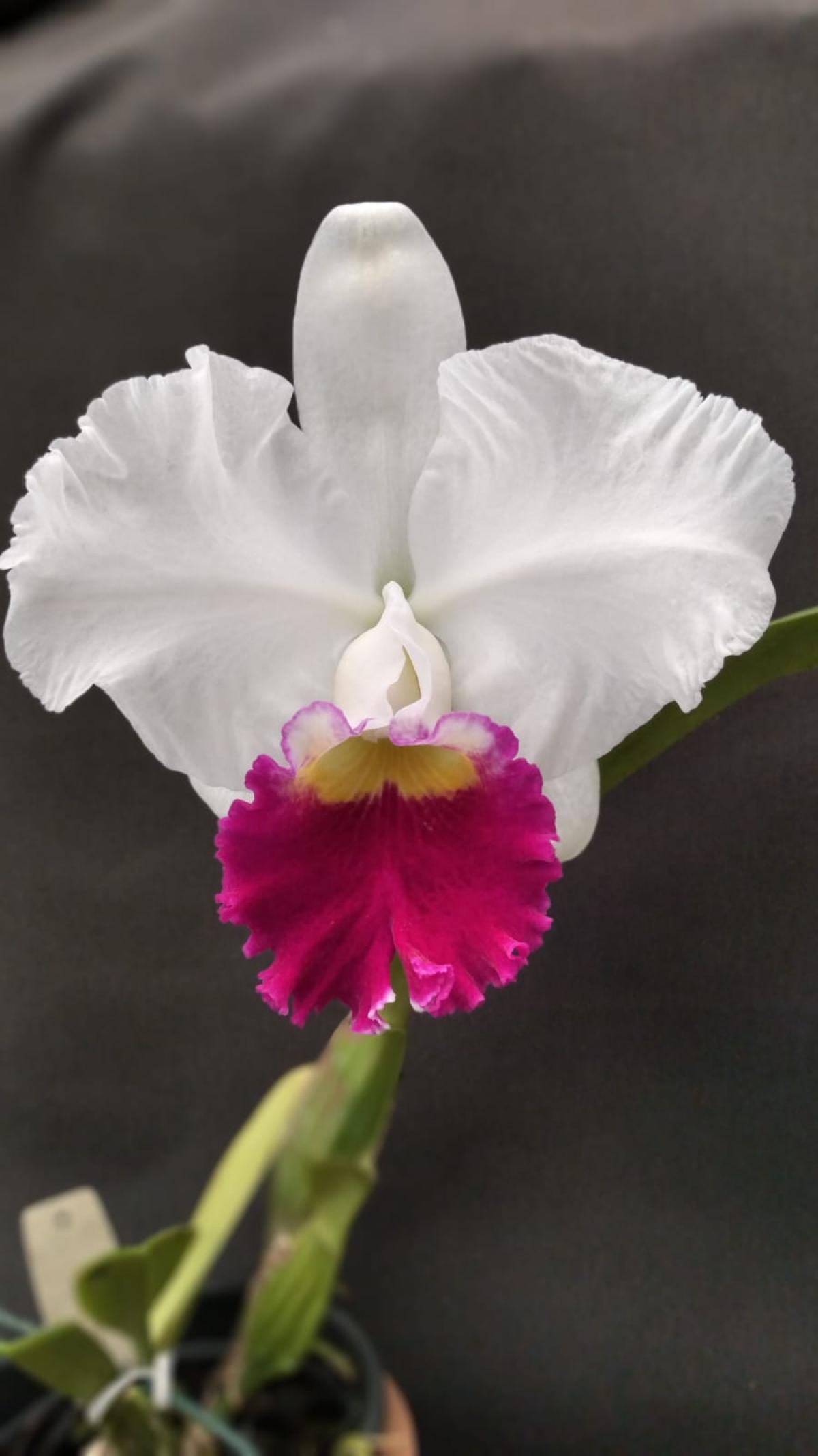 BLC.Melody Fair Carol x Mike Nagata