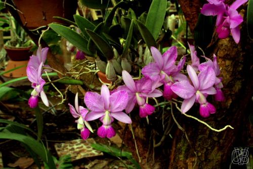 Cattleya walkeriana flamea 