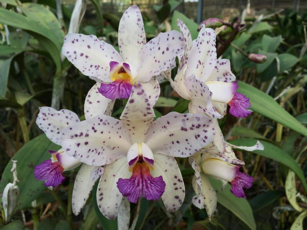 Cattleya amethystoglossa ( coerulia x coerulia )