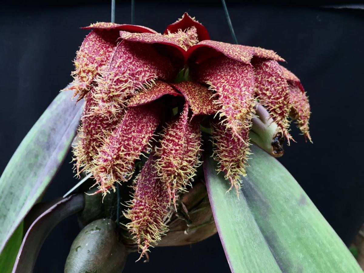 Bulbophyllum phalaenopsis