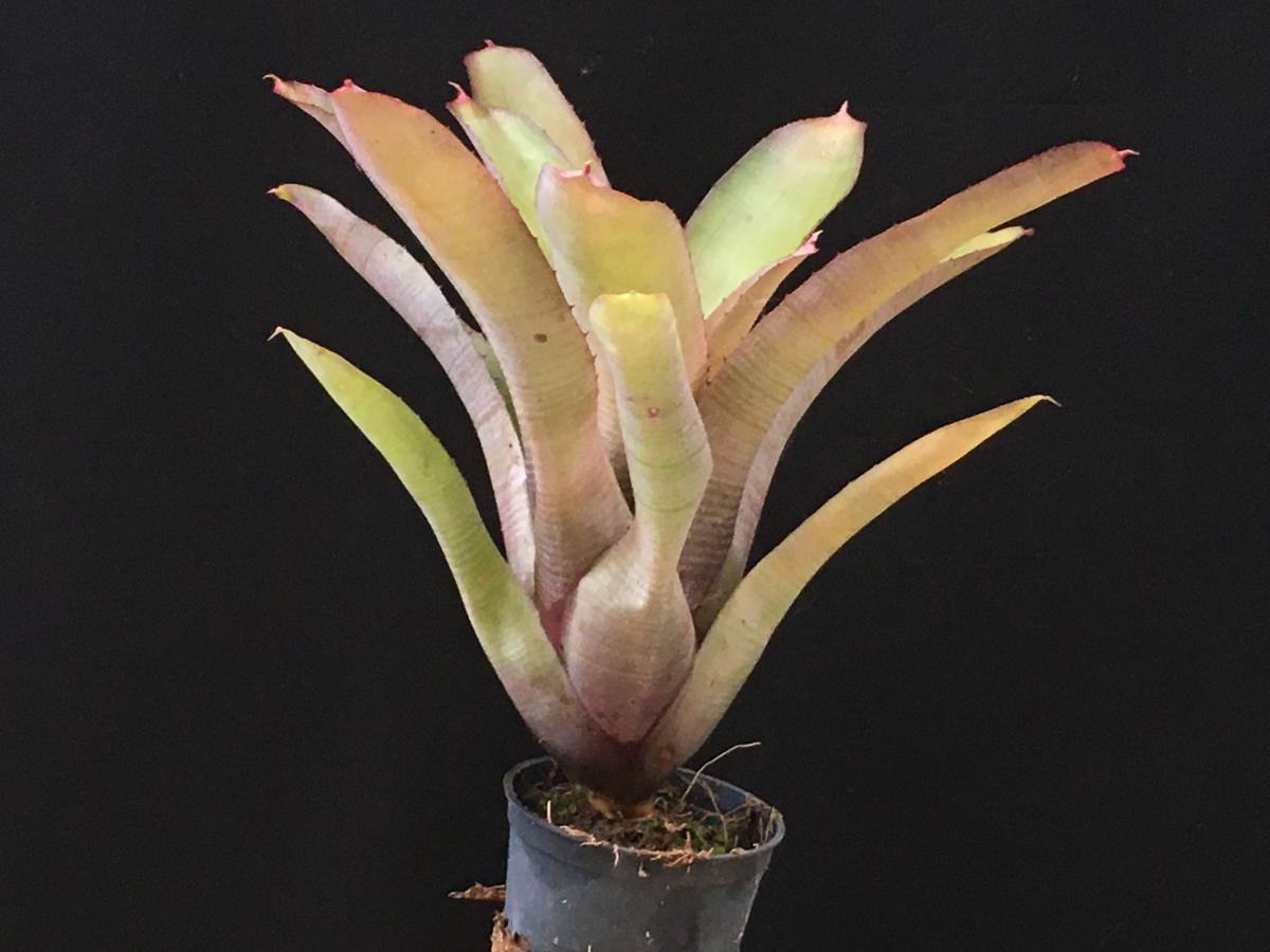 Neoregelia concentrica - Planta 15 cm.