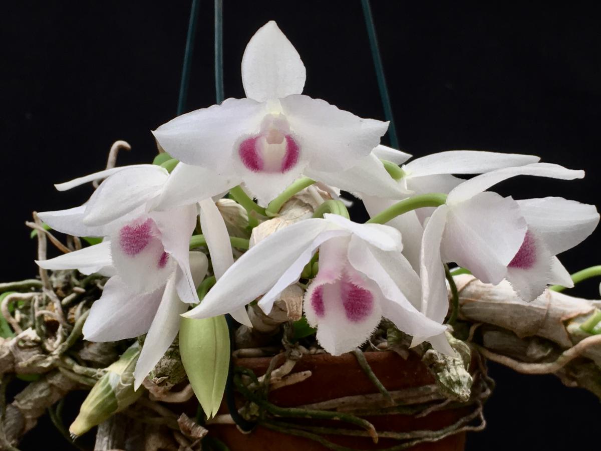 Dendrobium parishii semi-albo x