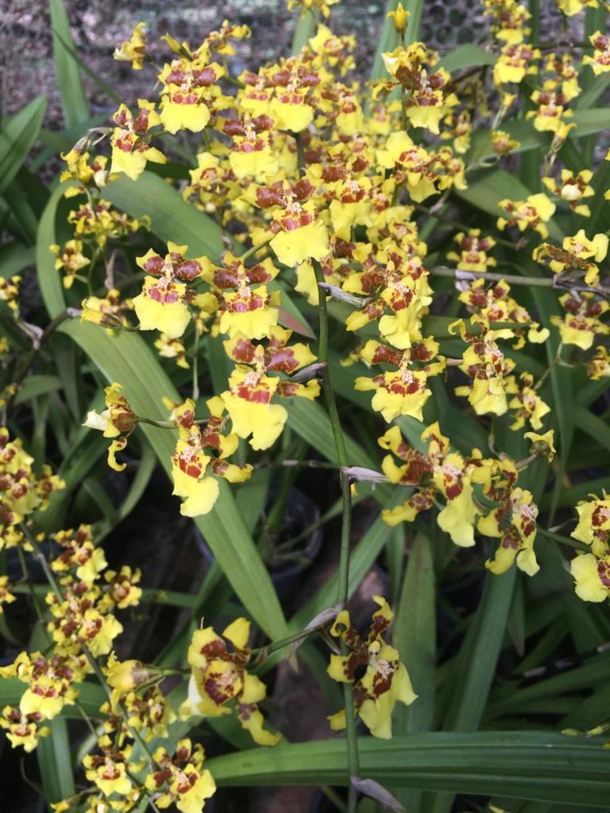 Oncidium bauerii