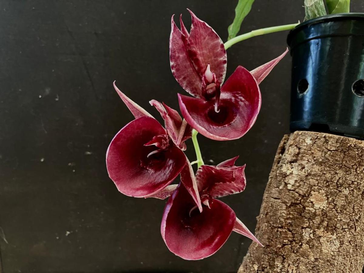 Catasetum ( Orchidgrade x Penang 