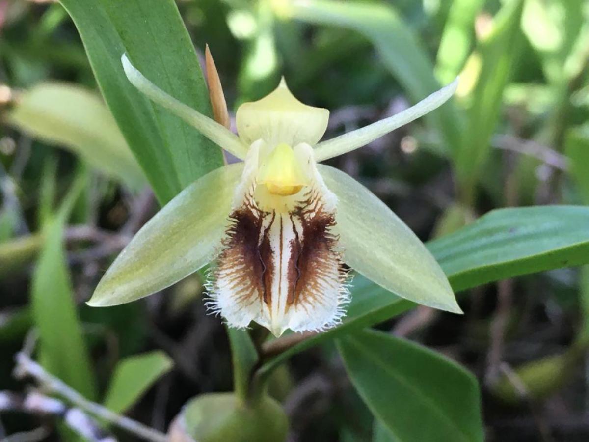 Coelogyne fimbriata