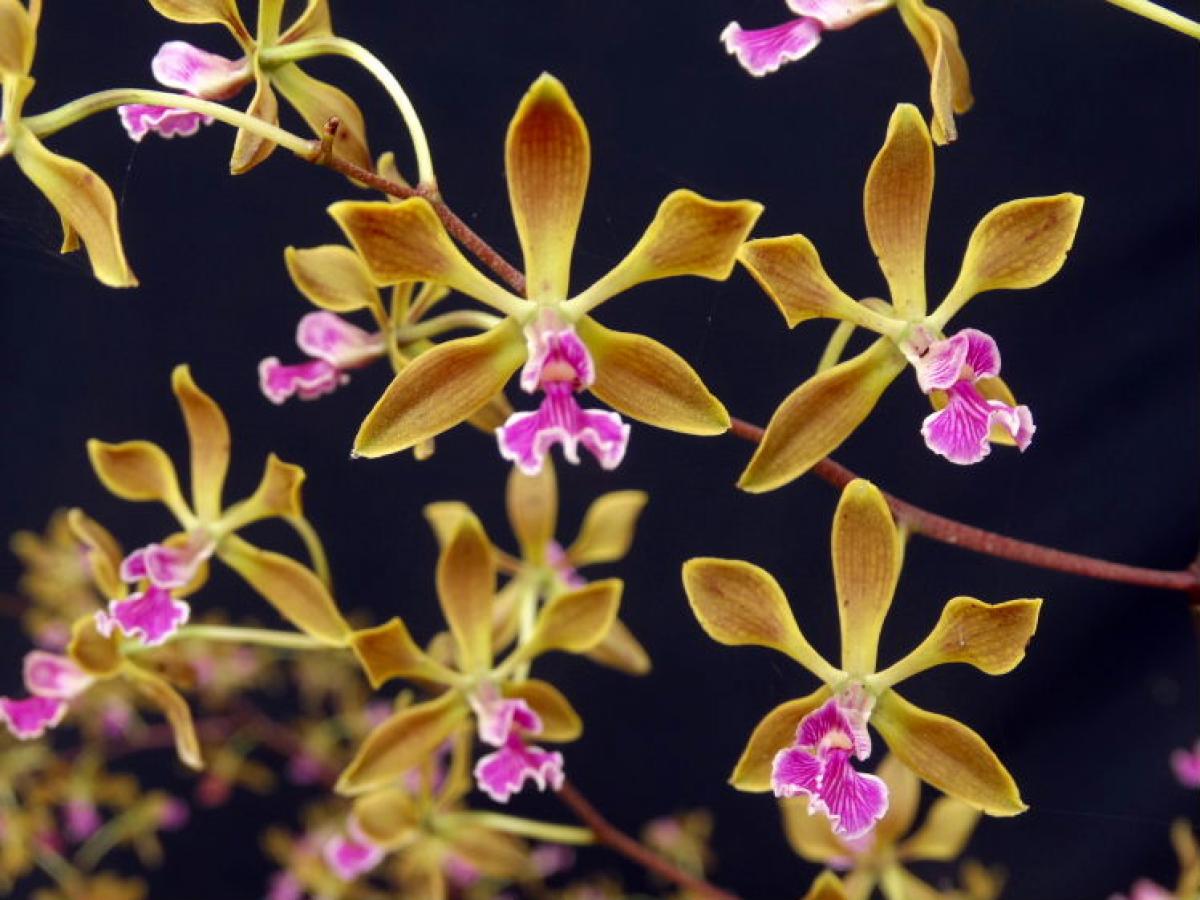 Encyclia edithiana