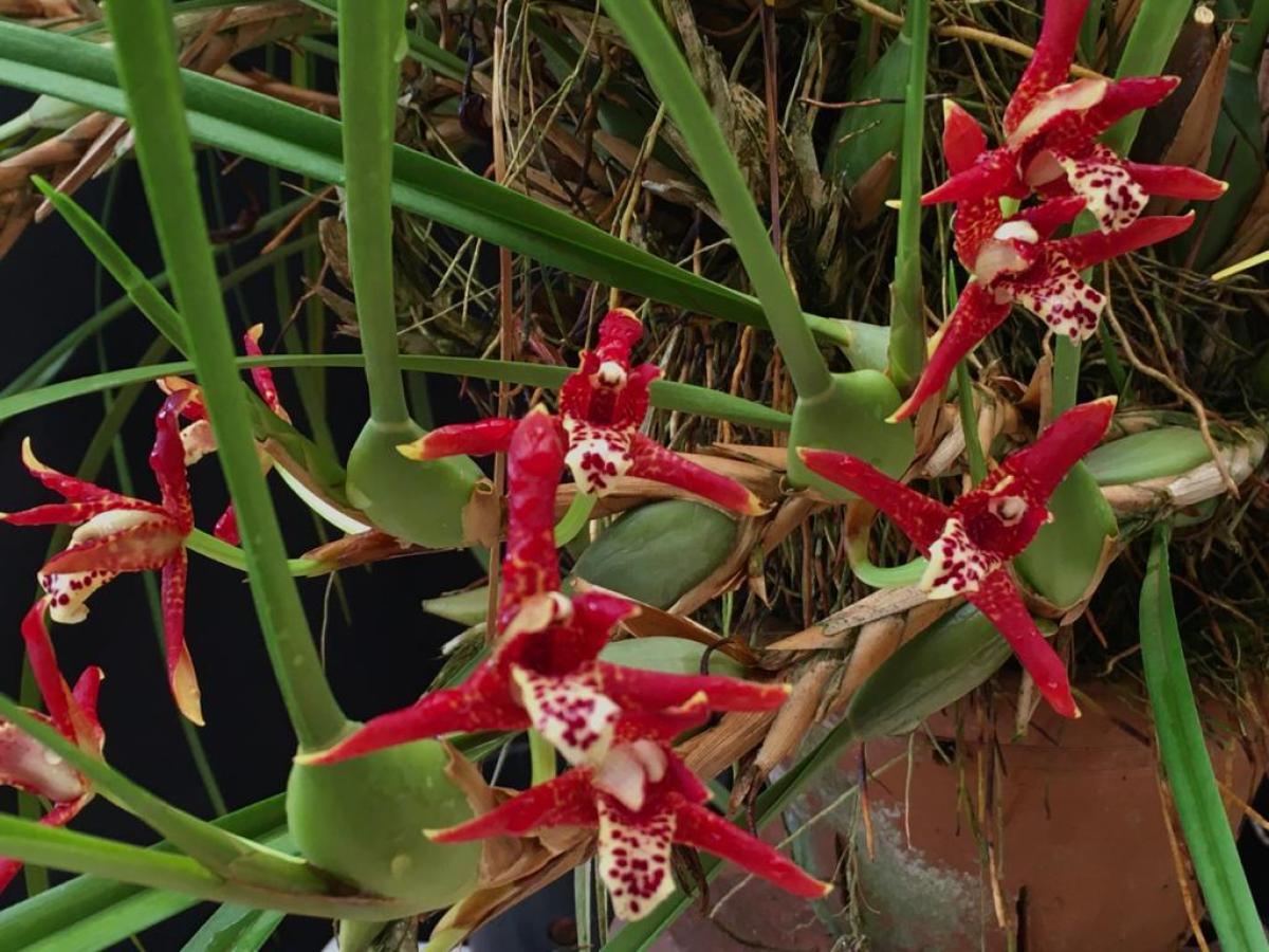 Maxillaria  houtteana