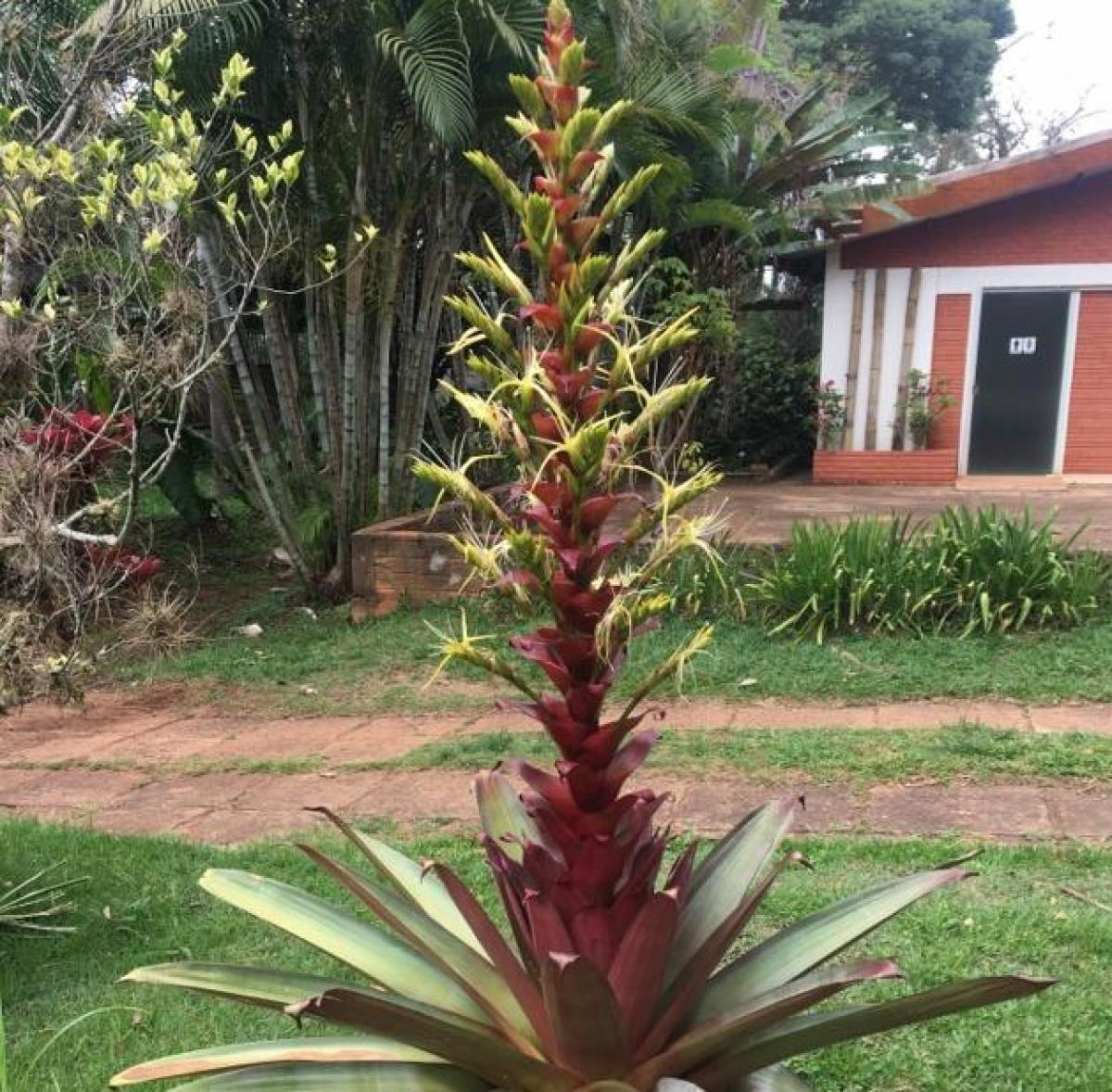 Alcantarea imperialis ( mudas de 20cm )