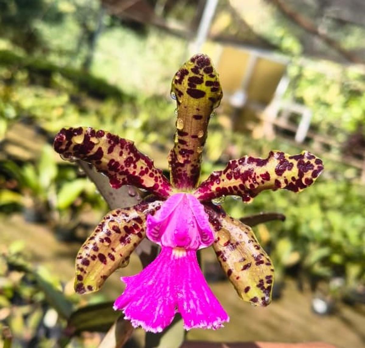 Cattleya (aclandiae x schilleriana)