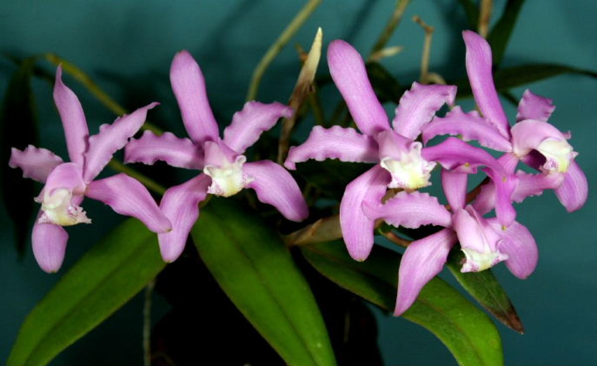 Cattleya kerrii