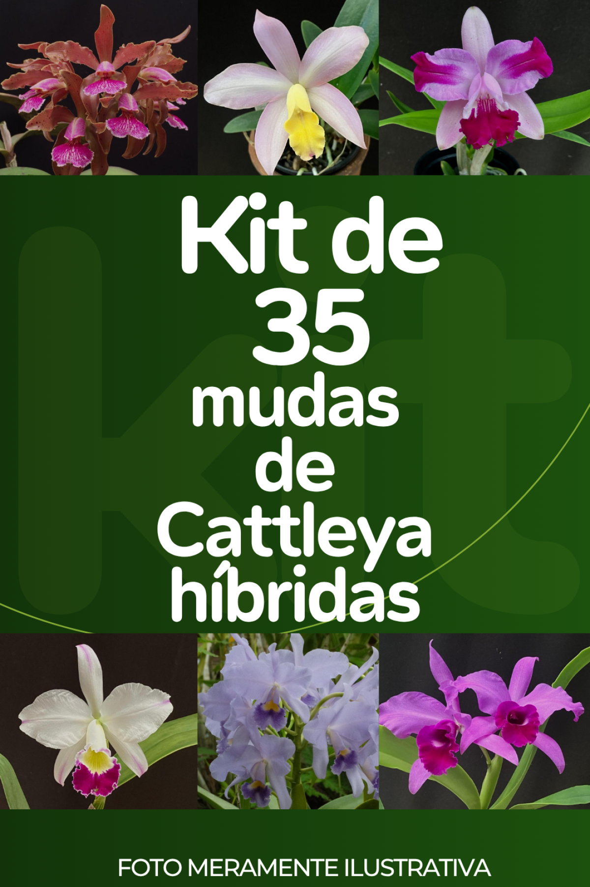 Kit com 35 mudas de Cattleya híbridas (LEIA A DESCRIÇÃO)