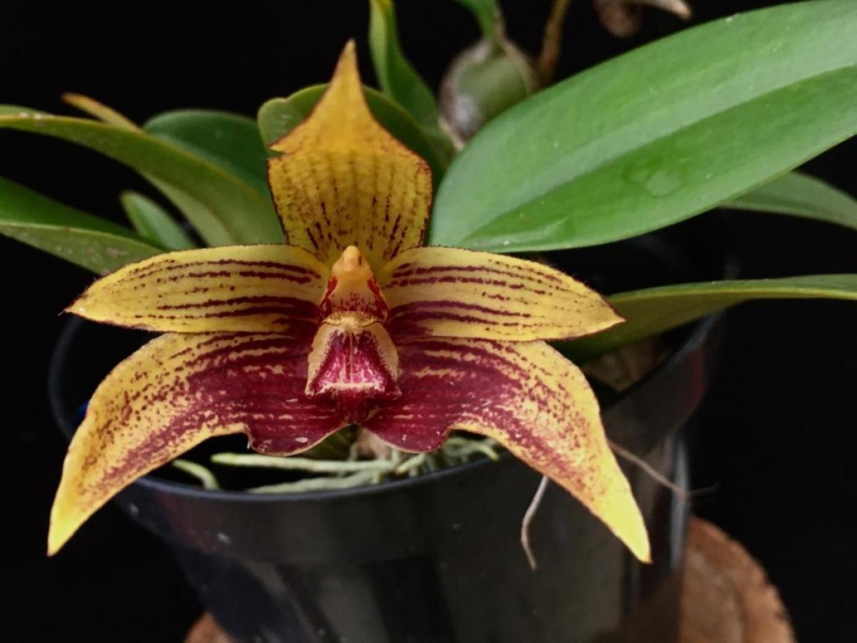 Bulbophyllum ( dearei 