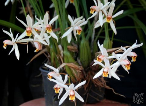 Coelogyne viscosa ( ex graminifolia )