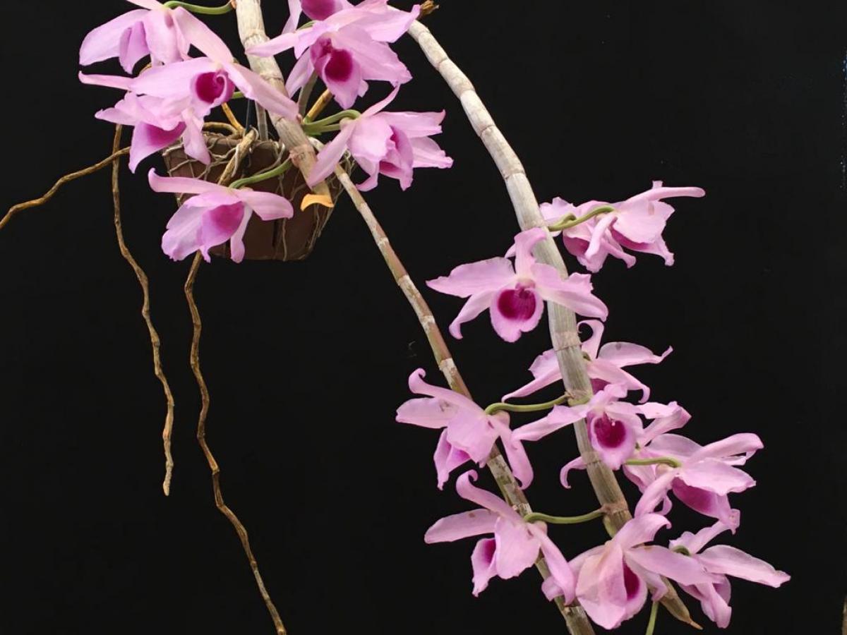 Dendrobium anosmum tipo