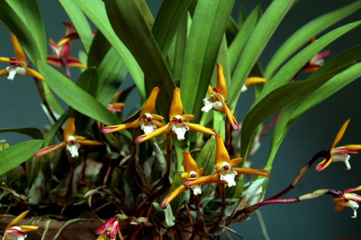 Maxillaria consaguinea