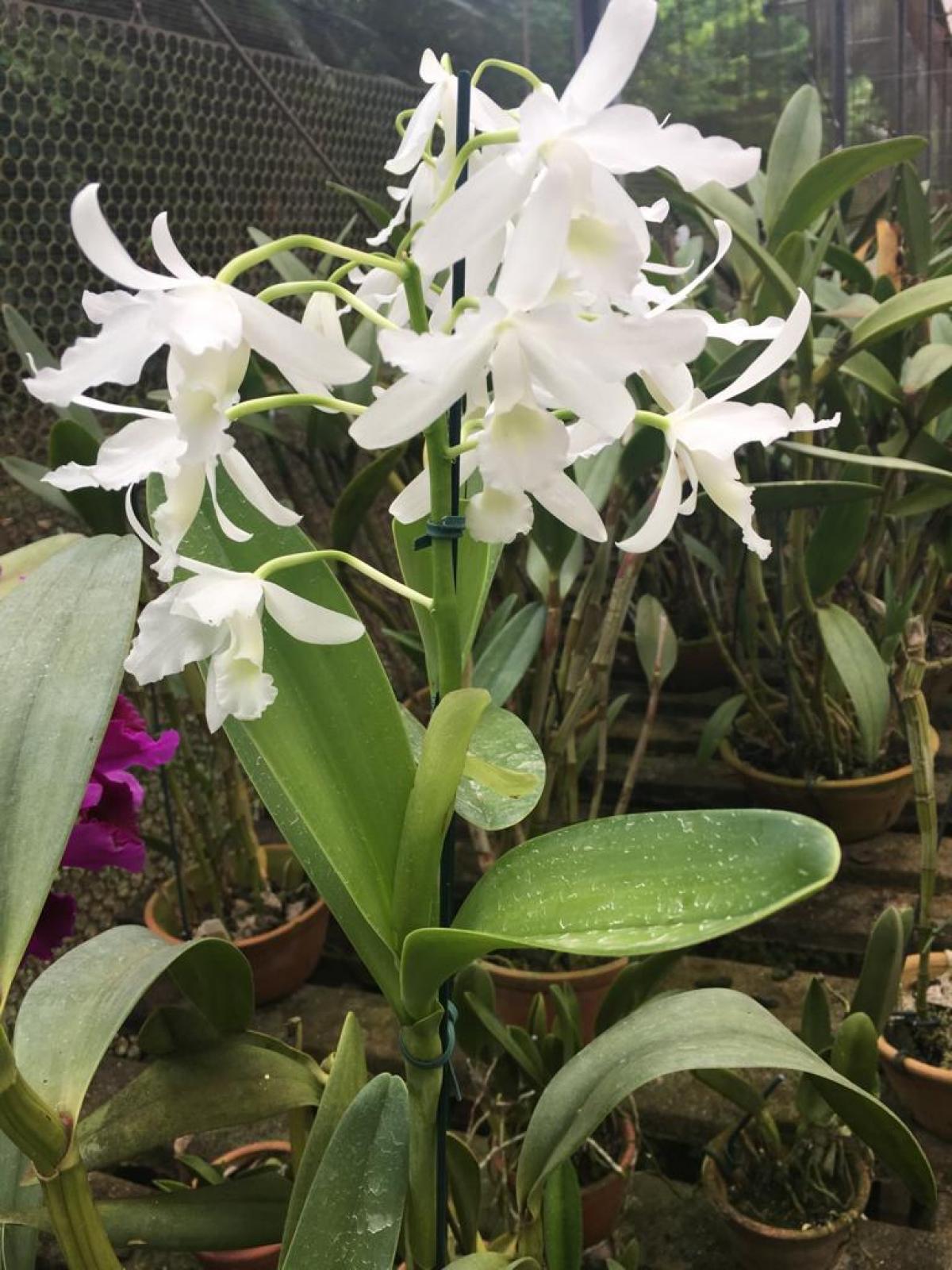 Cattleya bowringeana alba x self.